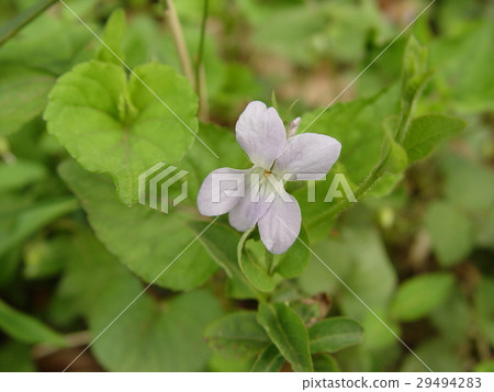 Tachibubosu（埼玉縣Kellerouido / Yorii鎮） 29494283