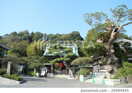 Kamakura Hasedera 29494945