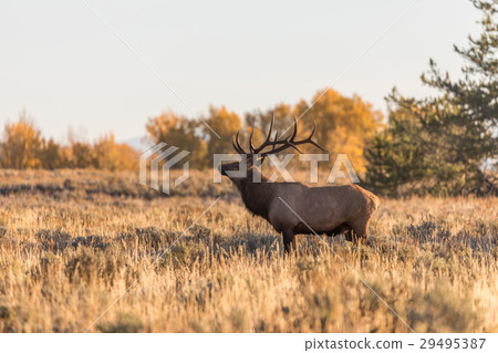 Rutting Bull Elk in Fall 29495387