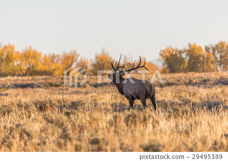 Rutting Bull Elk in Fall 29495389