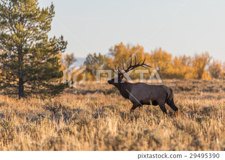 Rutting Bull Elk in Fall 29495390