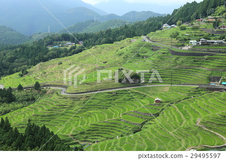 Rice terrace of Maruyama Senjita 29495597