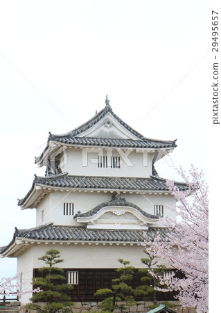 Marugame castle Tenshi and cherry blossoms 29495657