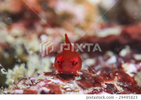 丹戈魚 丹戈魚 29495823
