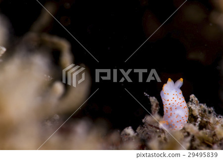 Akaboshi Umibushi 29495839