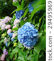 繡球花03 29495969