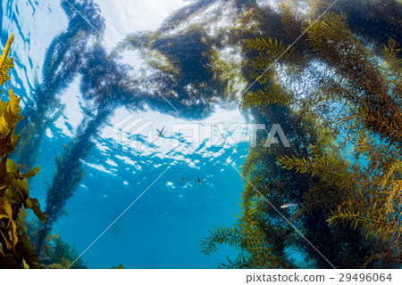 來自Hayama的海藻 來自Hayama的海藻 29496064