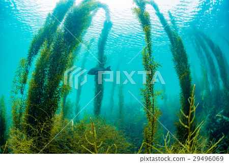 來自Hayama的海藻 29496069