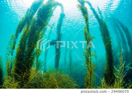 來自Hayama的海藻 來自Hayama的海藻 29496070