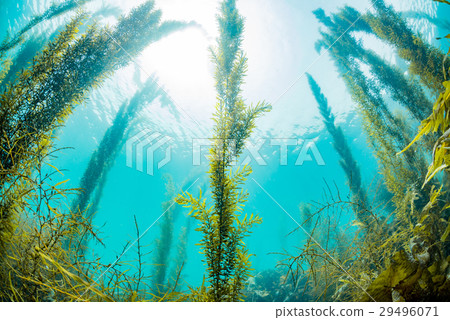 來自Hayama的海藻 29496071