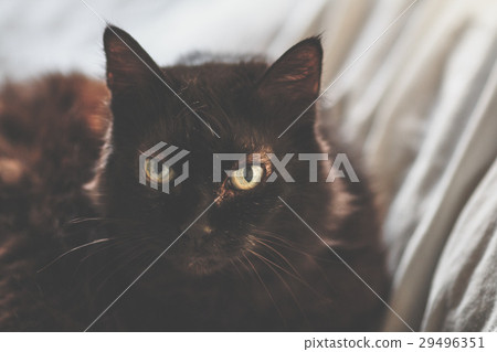 Old black cat Old black cat 29496351