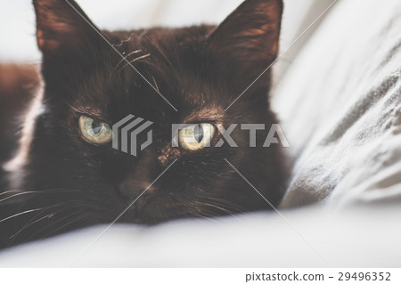 Old black cat 29496352