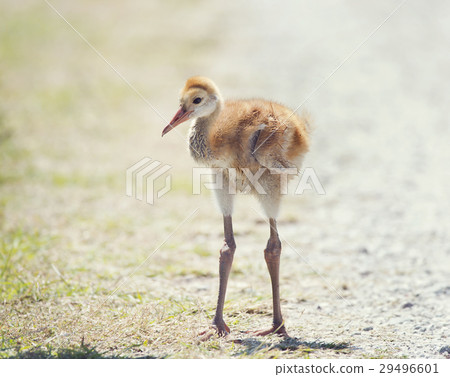 Sandhill Crane Chick 29496601