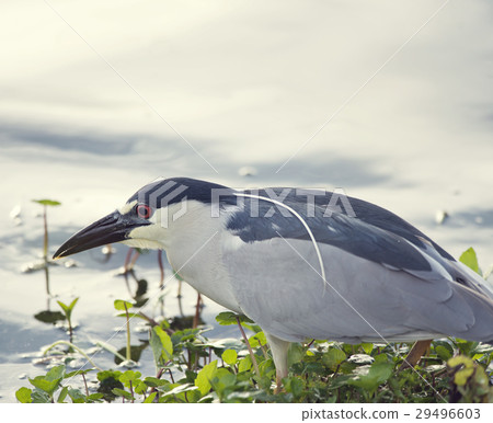 Black-crowned Night-Heron Black-crowned Night-Heron 29496603