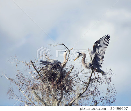 Great Blue Herons 29496607