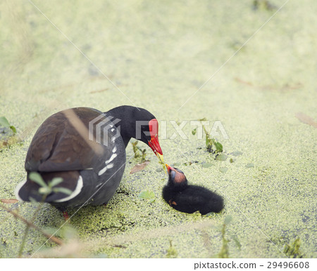 Common Gallinule with a chick 29496608