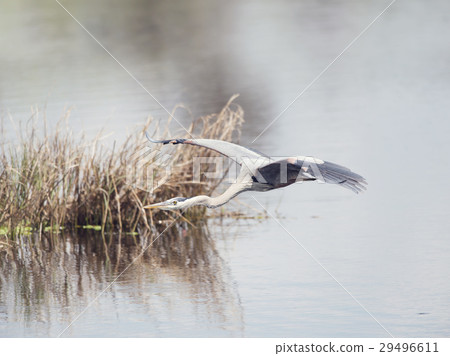 Great Blue Heron 29496611