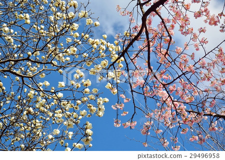 Hakumokuren和櫻花在藍天 29496958