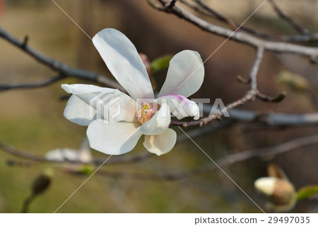 Kobushi in full bloom 29497035