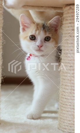 Reverse kitty cat 29497289
