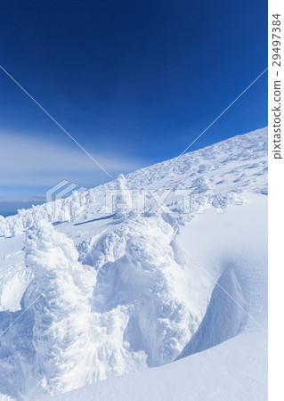 山形棗_陽光燦爛的樹木 29497384