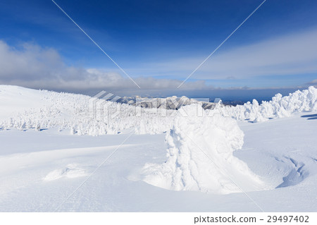 山形棗_陽光燦爛的樹木 29497402