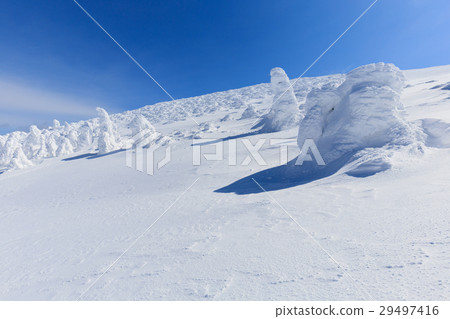 Yamagata Zao _ sunny shining trees 29497416