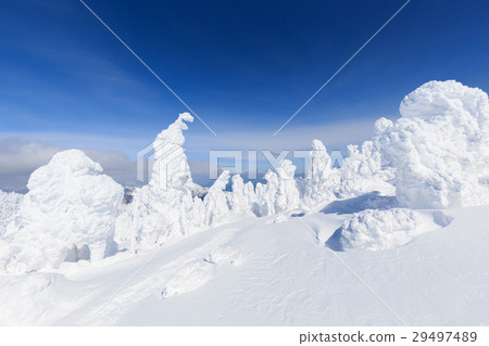 Yamagata Zao _ sunny shining trees 29497489