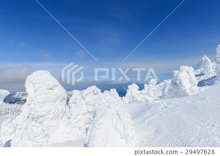 Yamagata Zao _ sunny shining trees 29497628