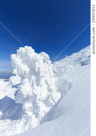 Yamagata Zao _ sunny shining trees 29497652