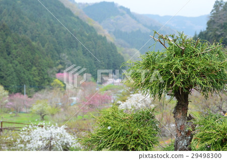 satoyama的春天(埼玉縣東集集村) satoyama的春天(埼玉縣東集集村) 29498300