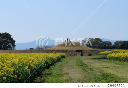 A view of a rape field A view of a rape field 29498321