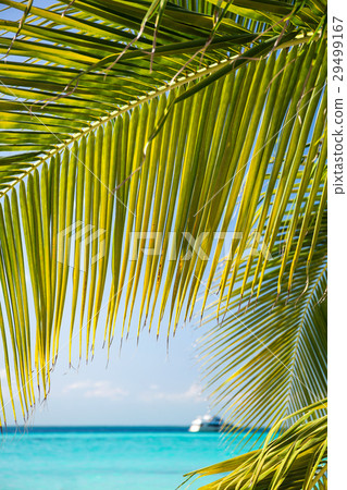 Tropical white sand beach with coconut palm trees. 29499167