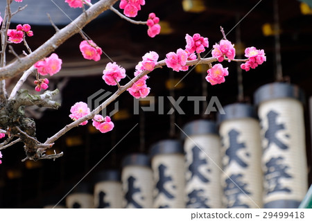 梅花 29499418