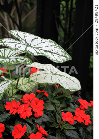 Cadarium Cadarium 29499421