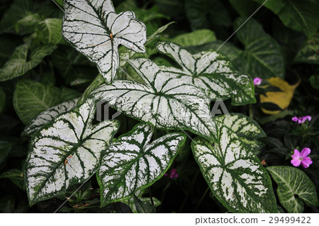 Karajiumu Karajiumu 29499422