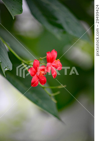 Nanoye cherry tree Nanoye cherry tree 29499424