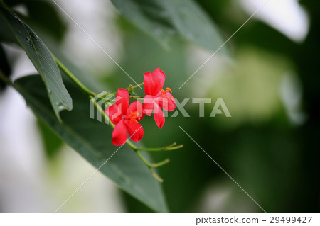 Nanoye cherry tree 29499427