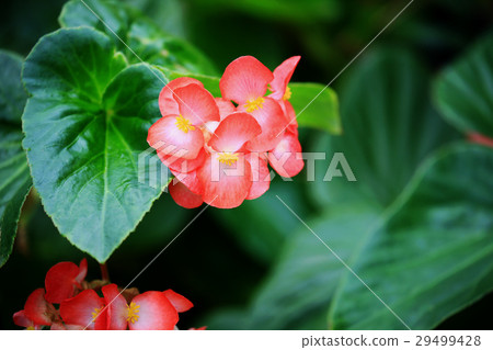 Trees Begonia Trees Begonia 29499428