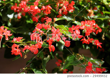 樹秋海棠 29499432