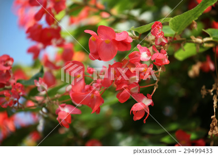 樹秋海棠 樹秋海棠 29499433