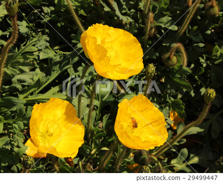 Dazzling yellow poppy (2) 29499447