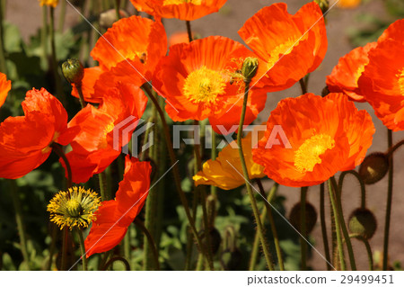 Colorful orange poppy (3) 29499451