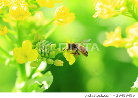 一隻蜜蜂 一隻蜜蜂 29499499