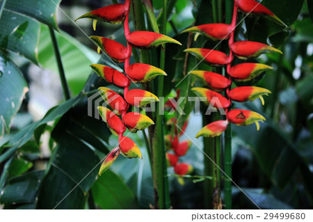 Heliconia Heliconia 29499680