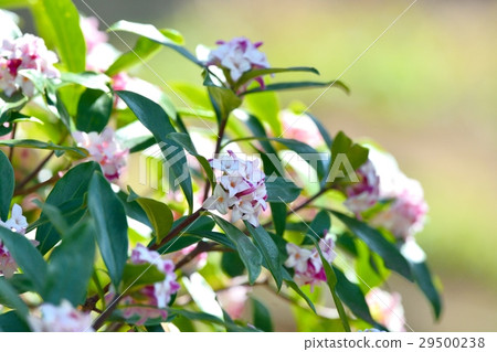 Sinking flower Sinking flower 29500238