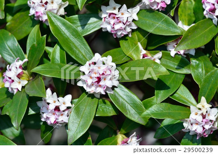 Sinking flower 29500239