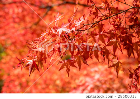 Autumn leaves 29500315