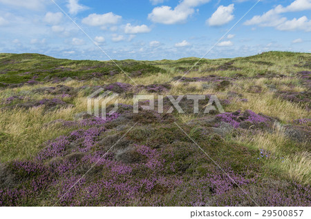 Dunes of Texel with Heather 29500857