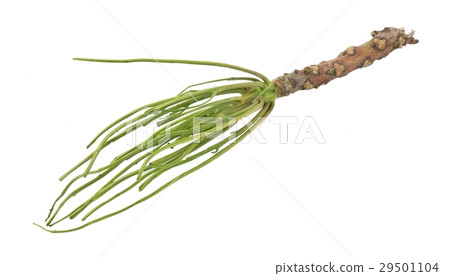 Bare Twig of Neem Tree on White Background 29501104